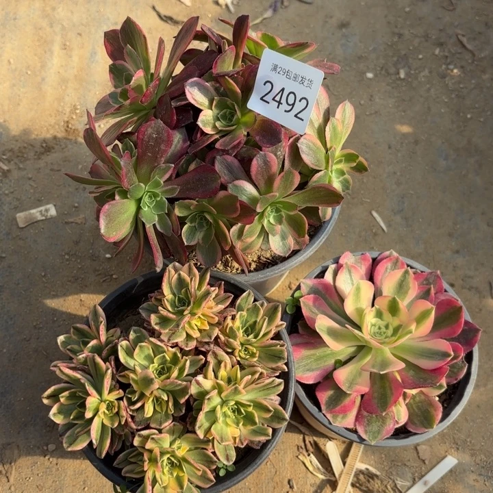 3颗多肉法师2492