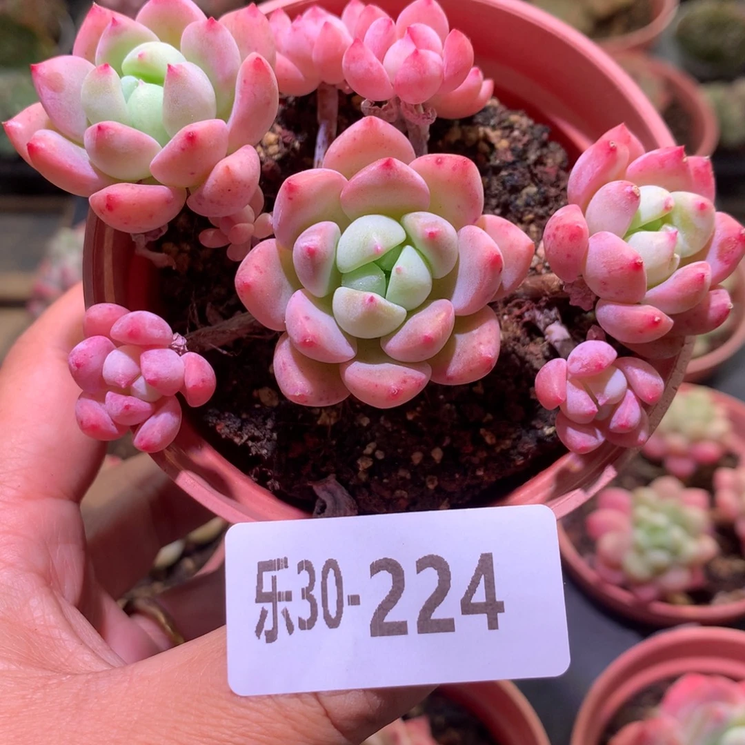 乐然30-224 洛丽塔群