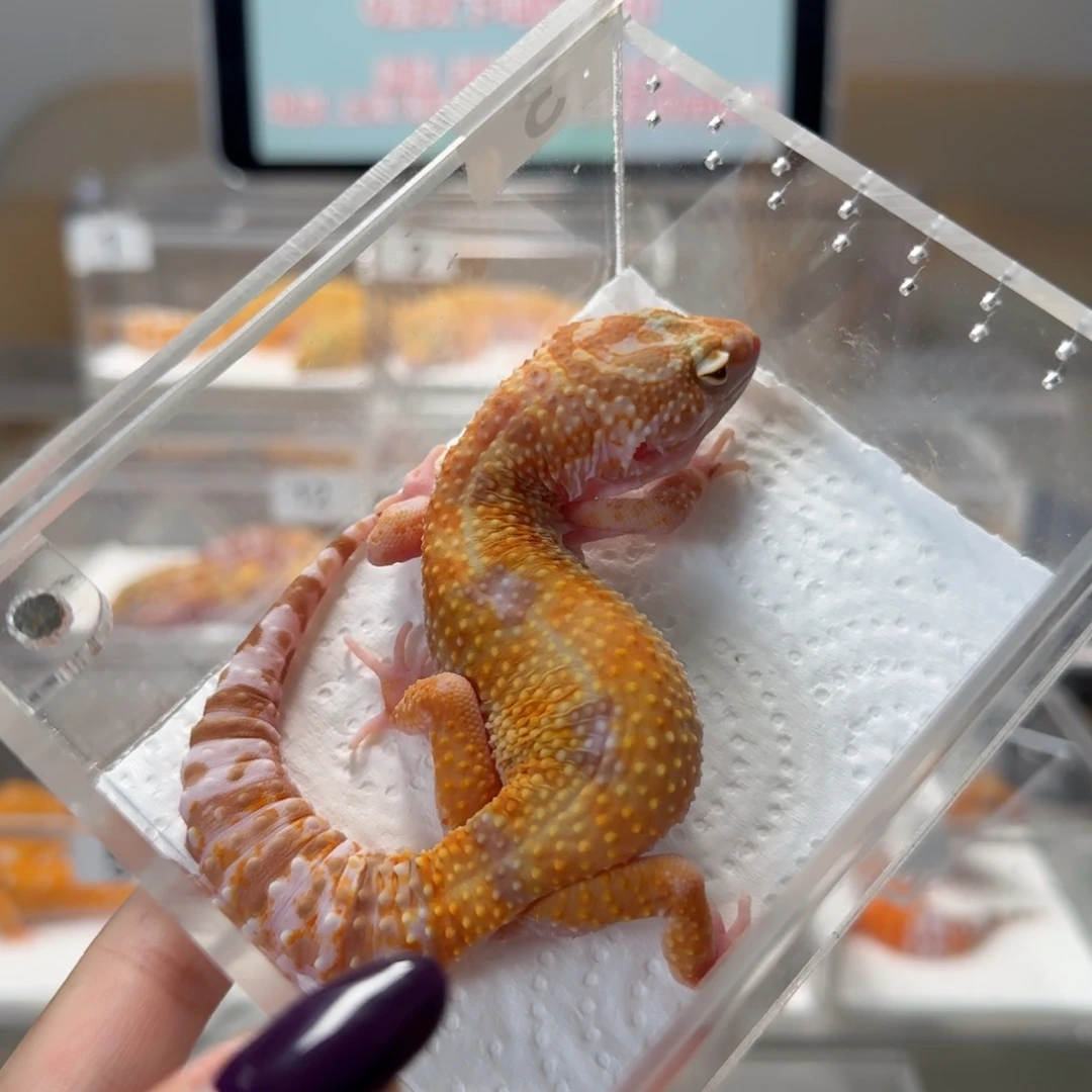 豹纹守宫蜡笔暴龙妹妹