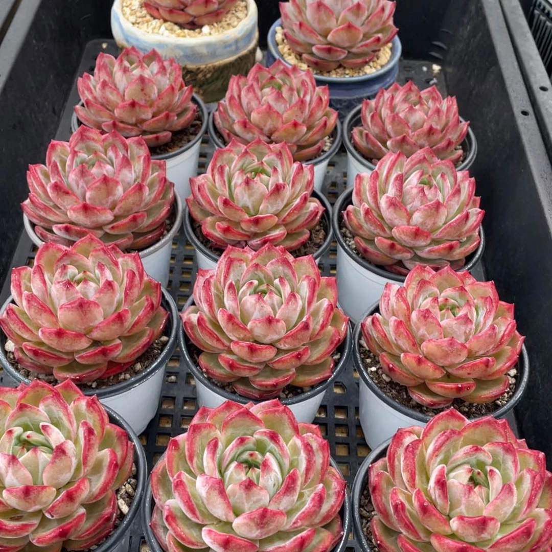 量拍5号 大包子脸夜魔侠母本大单头一个