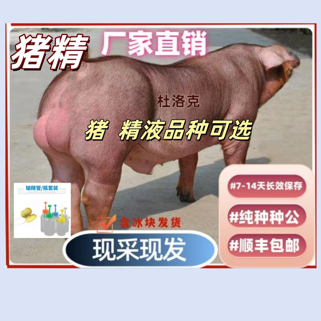 美系 台系杜洛克种公猪猪精一件包邮