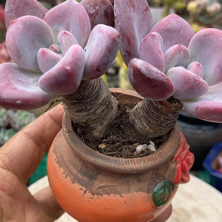 奥普琳娜整无砍多肉