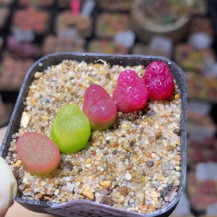 精品生石花215.383