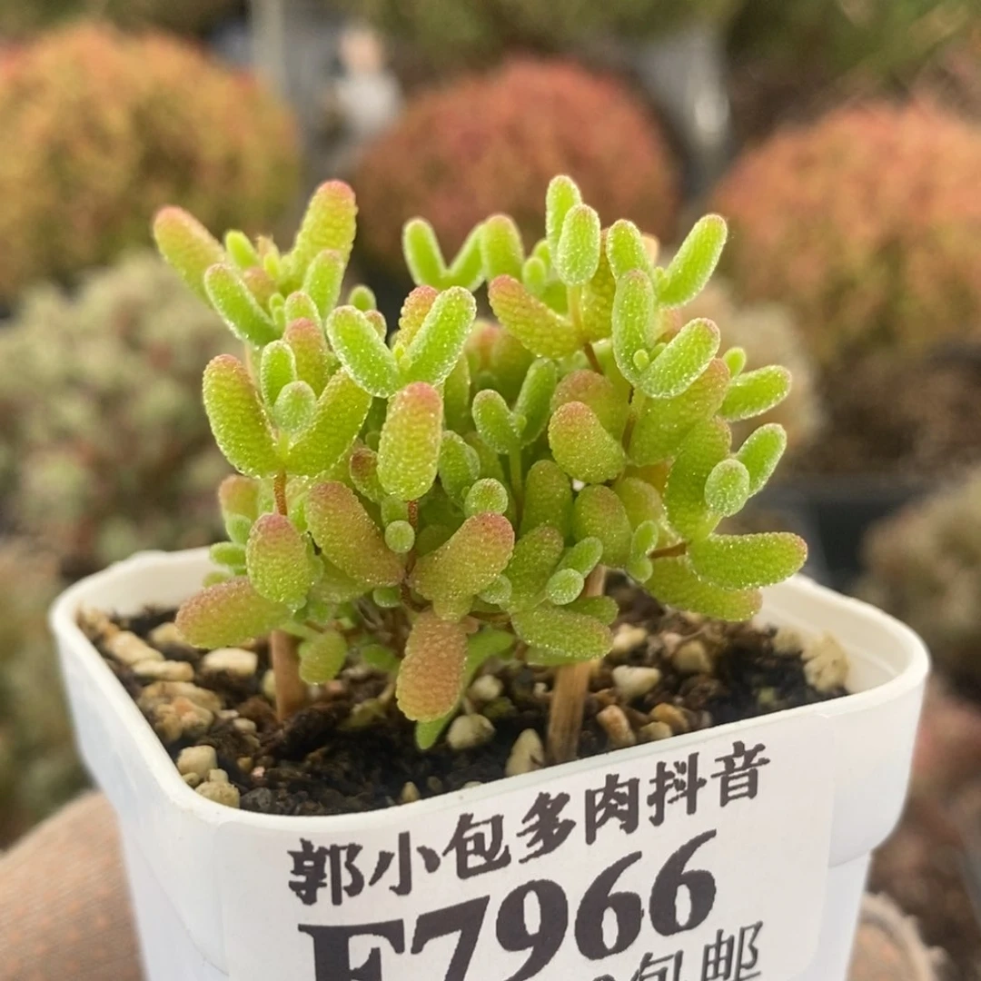 蜜橘糖球7966枝干番杏