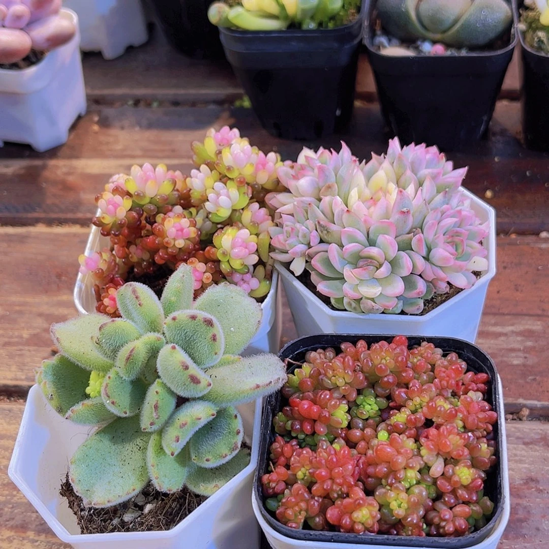 七彩龙珠➕熊童子➕女雏锦➕红浆果