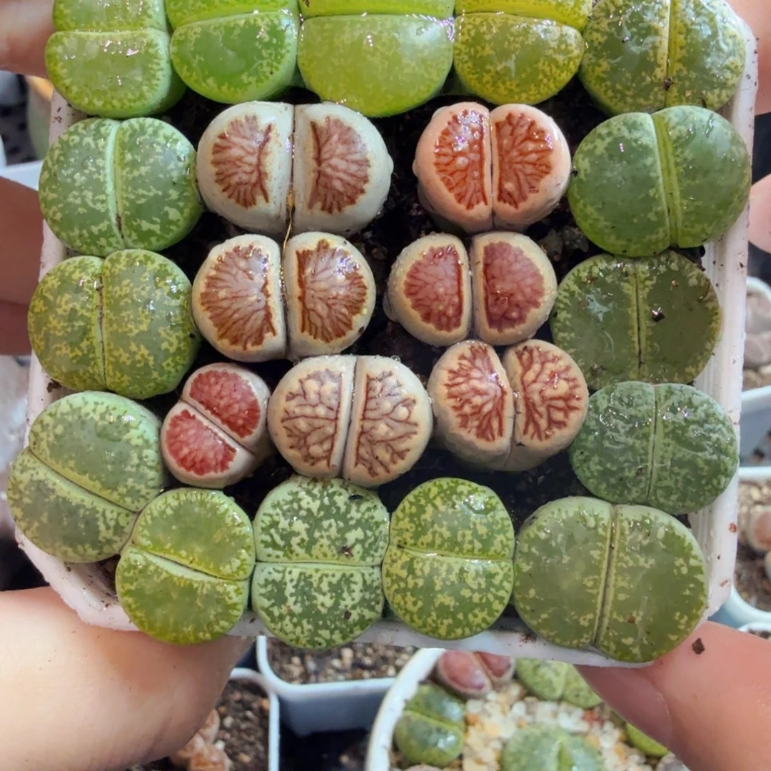多肉植物和植物的生长756