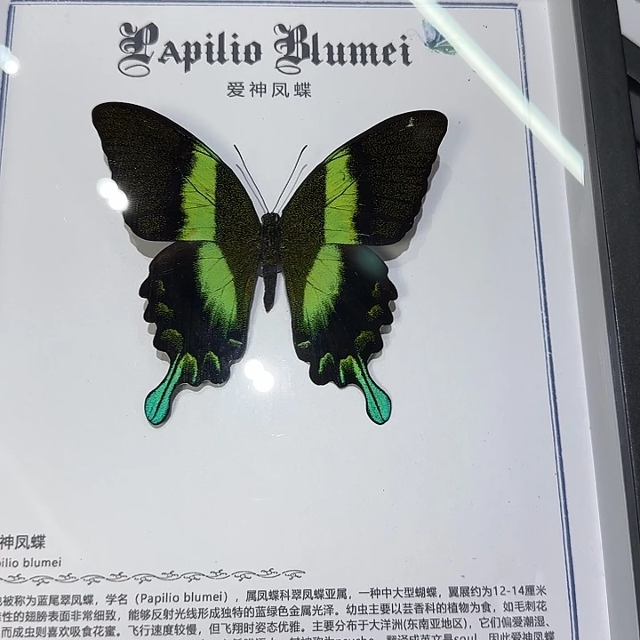 爱神凤蝶蝴蝶标本专拍