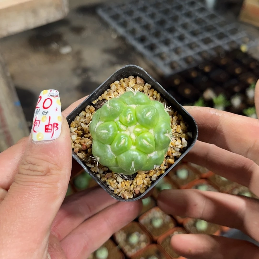 噔****、7527一物一拍单头发货