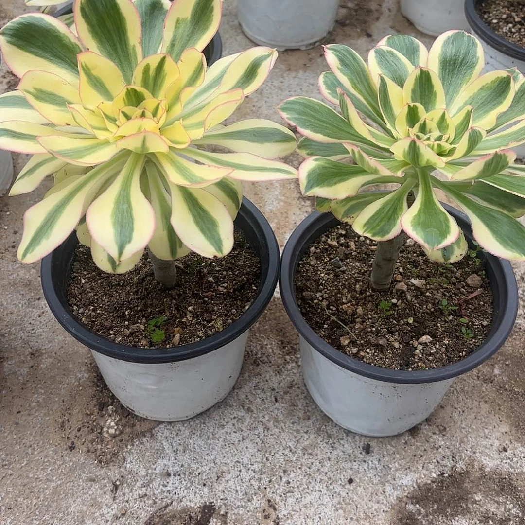 燕子锦两颗多肉植物