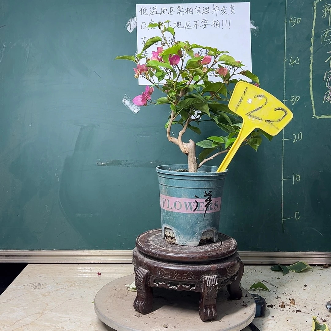 完全开放洋红公主 坨坨122