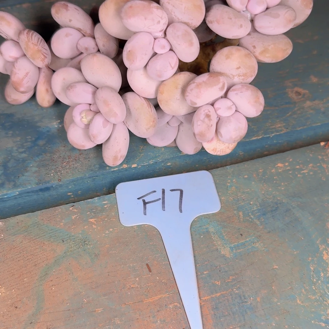 多肉植物的生长发育和生长