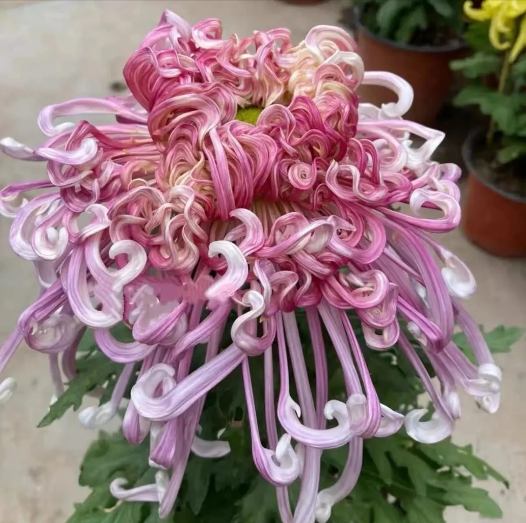 九月菊【沽水流霞】大花富贵菊 盆栽庭院好养活