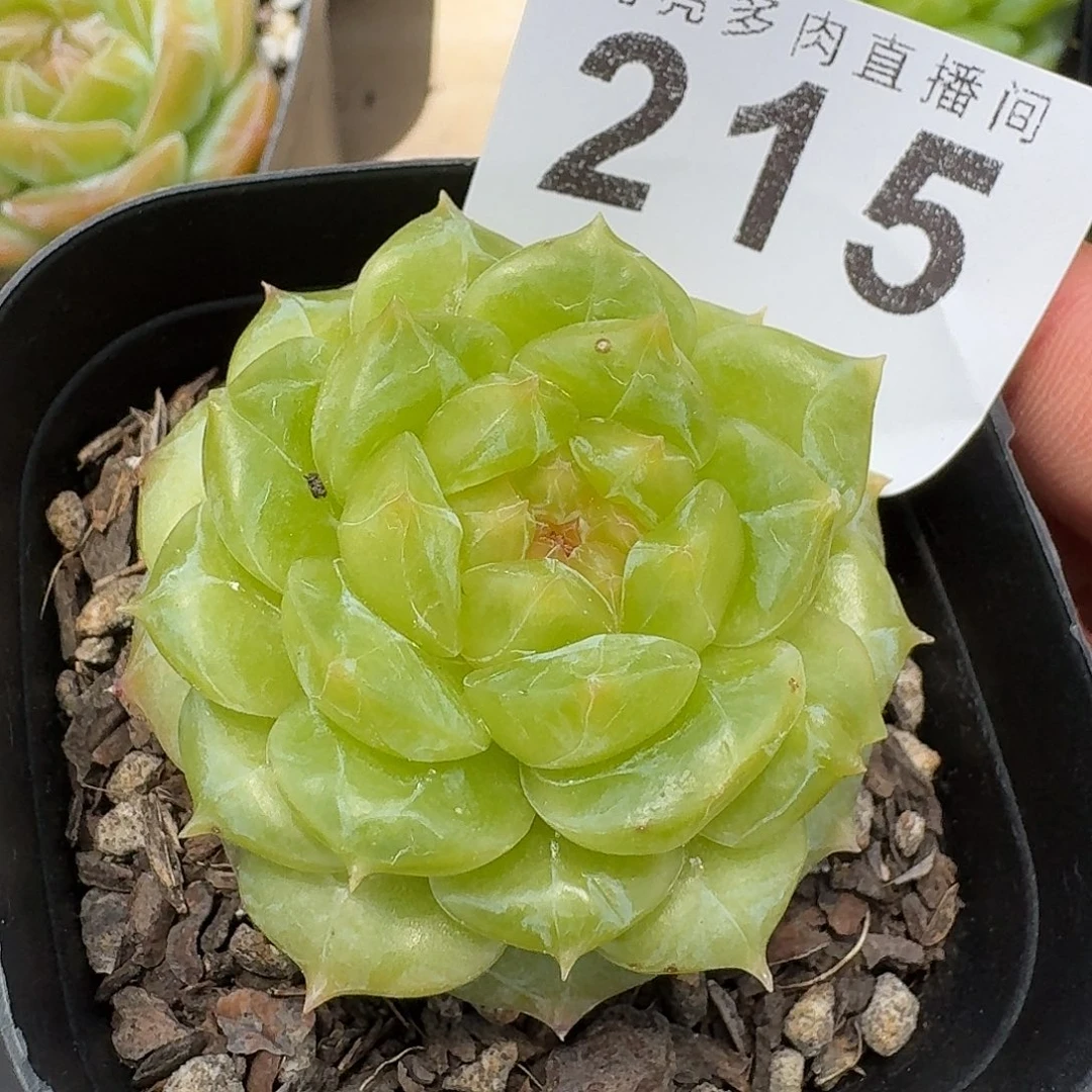 汉白玉珍妮            精美多肉植物