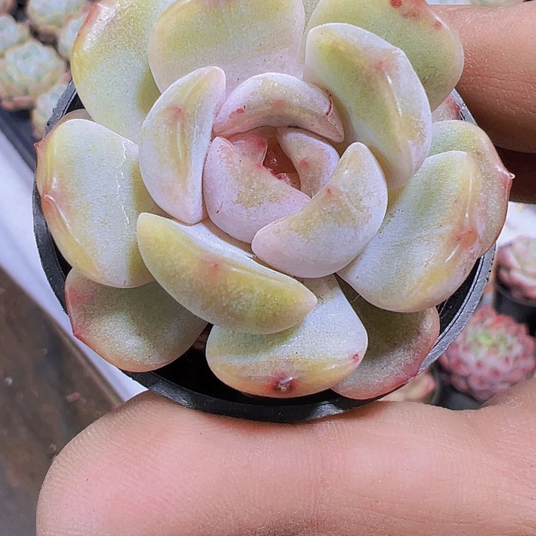红恋带盆带土19包邮