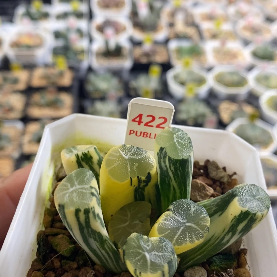 不开花植物422白妙