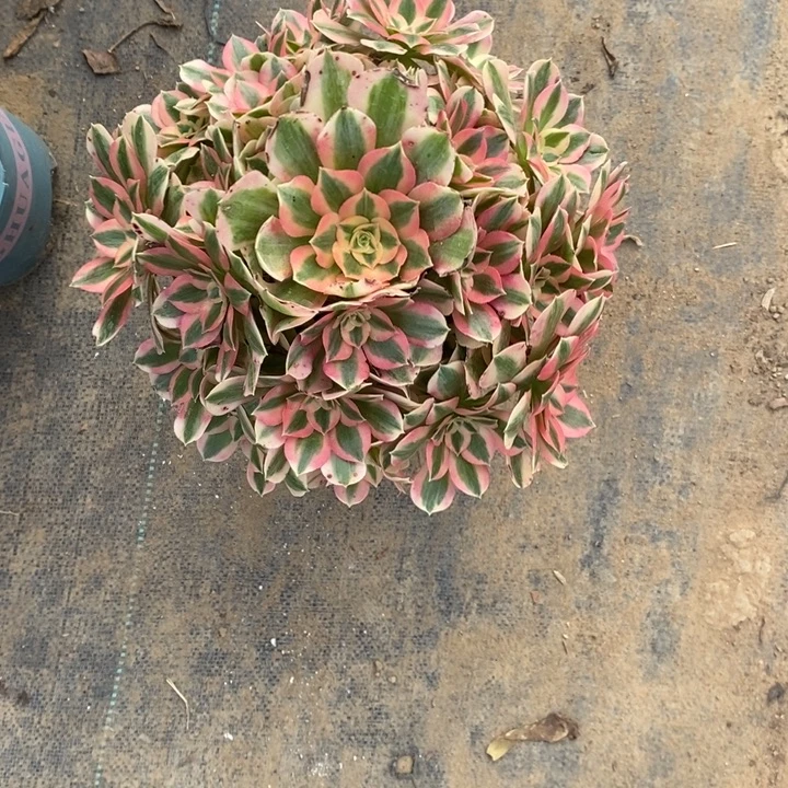 粉女巫4多肉植物法师法师