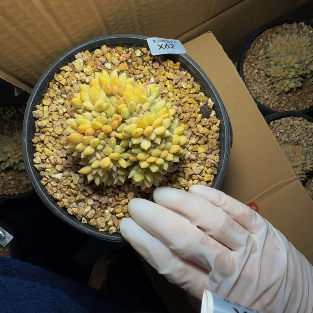 x x x x x x x x x 62