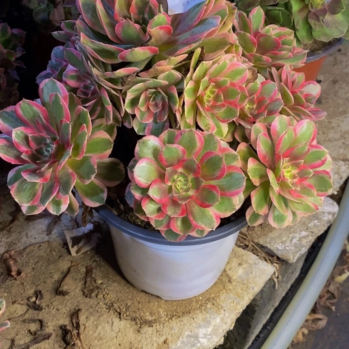 云荷多肉断头不包2073