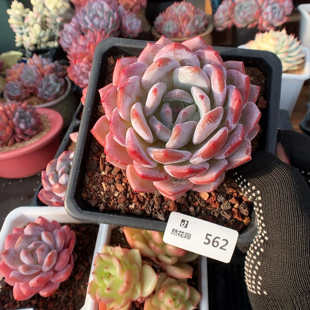 562星橙多肉植物66666