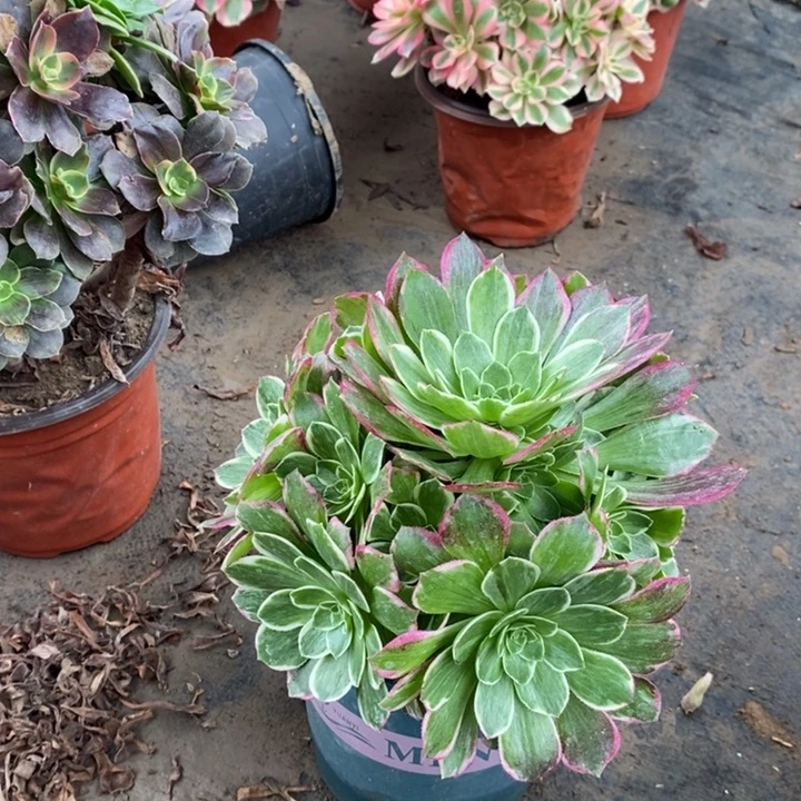 万花筒多肉植物39。