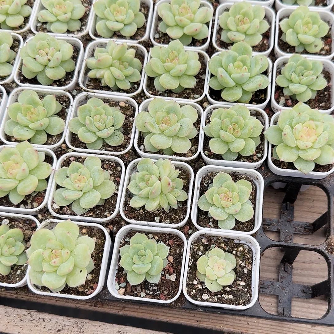 寒绯盆一个满25包邮