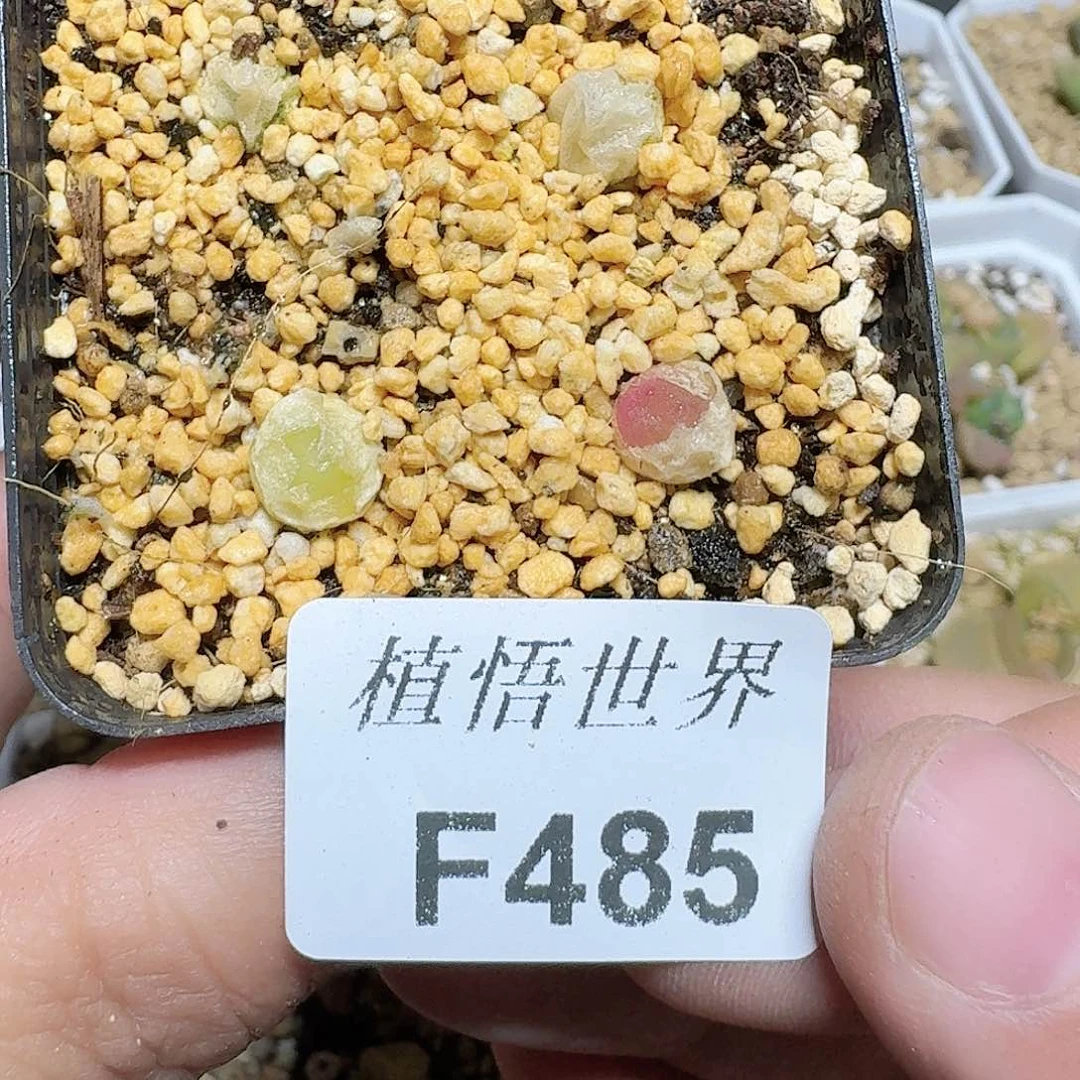 485号多肉植物哇cv