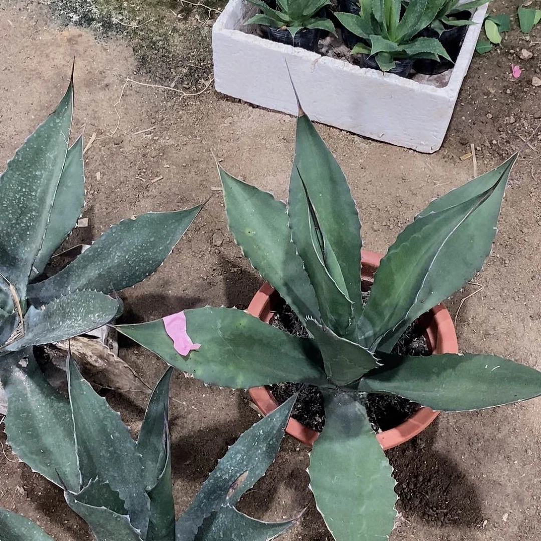 九***阳8982巨龙一棵111111