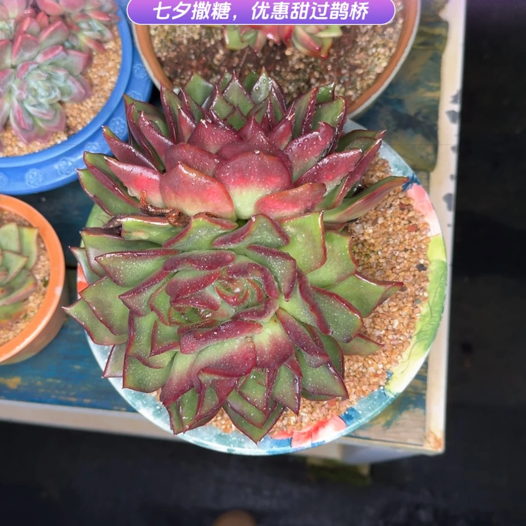 从前慢多肉编号0827-2980