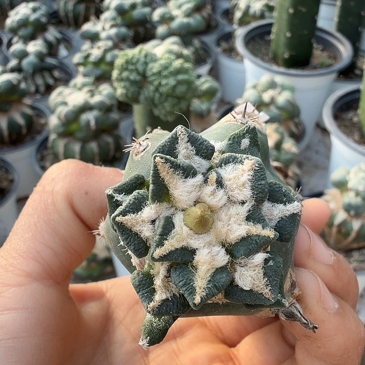 无花朵557大尤黑牡丹