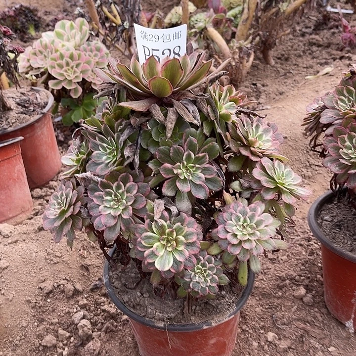 528紫霞仙子多肉植物