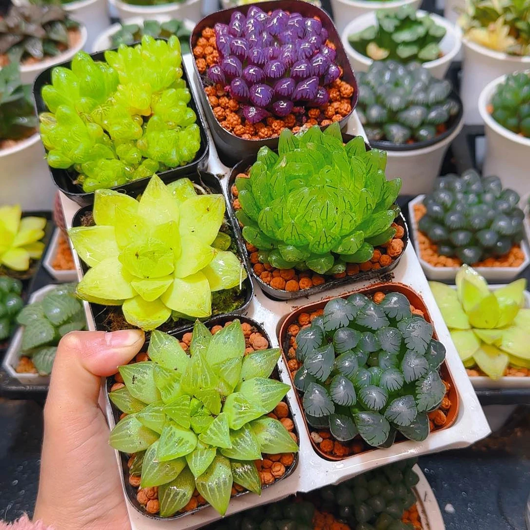 玉露群，蝉翼，黄金，紫宝石，玉露寿，冰灯