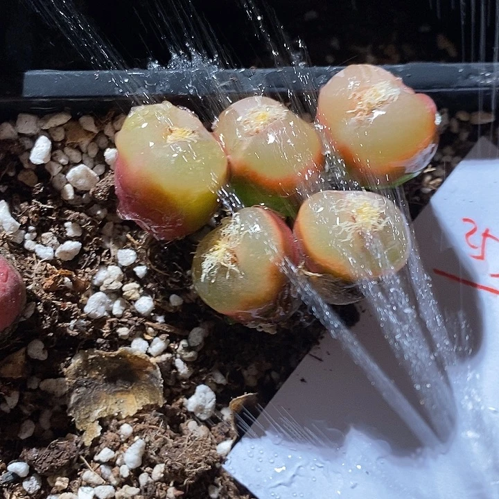 25325。 一组。荔枝窗。