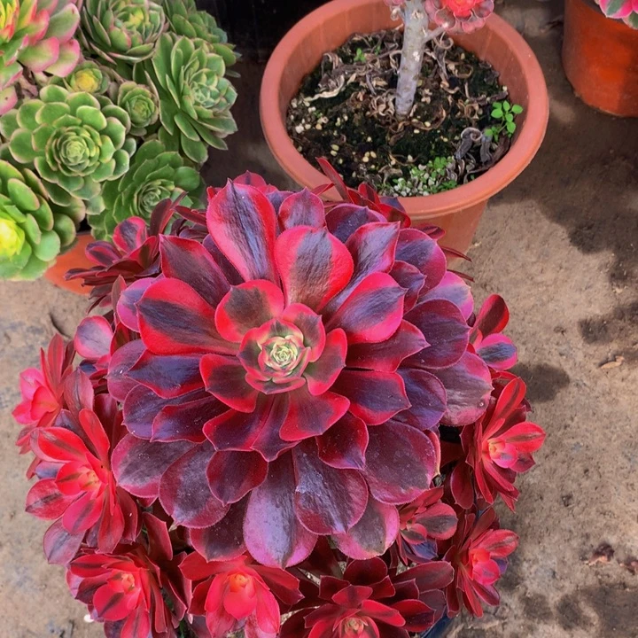 无花朵美杜莎00000000