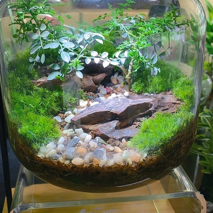 无花朵福利矮圆缸树下