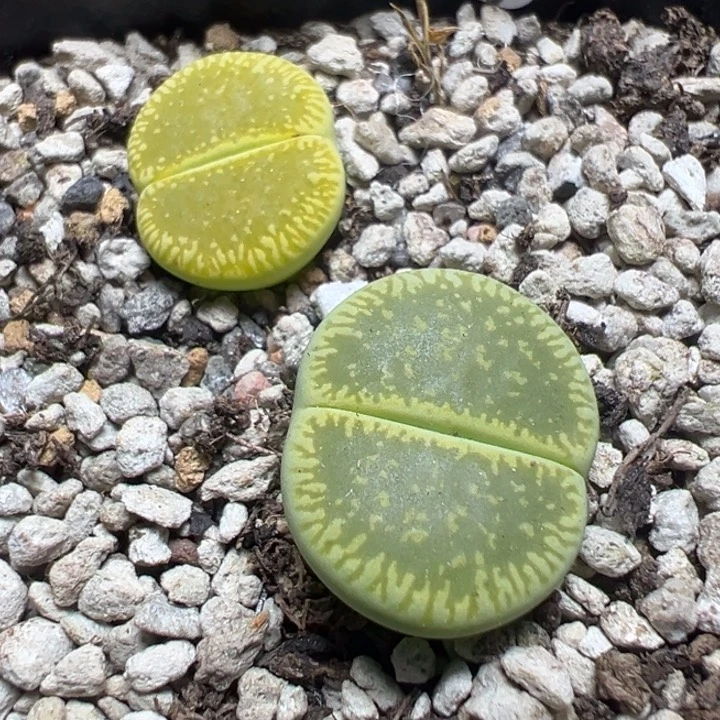 【闪购商品】 381。