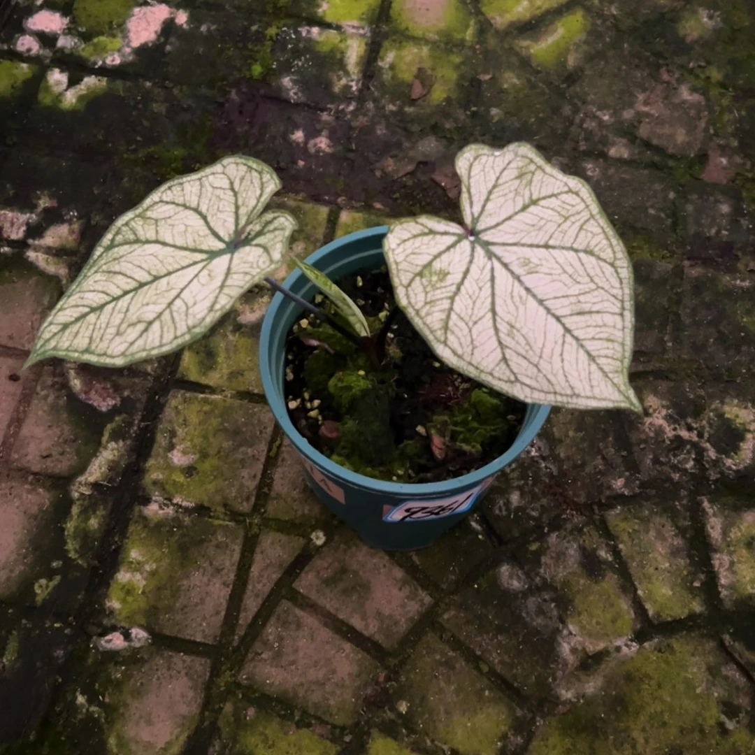 完全开放9361泰彩