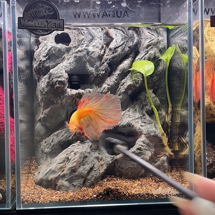 斗鱼10号巨斗万兰达半月