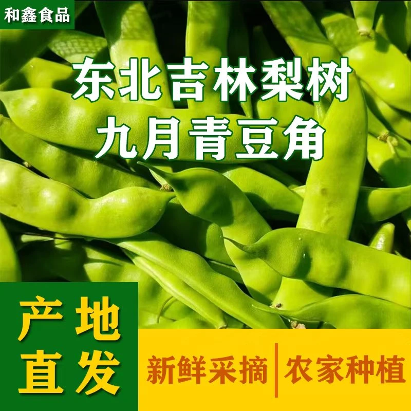 豆角九月青东北吉林梨树农家小油豆现摘现发