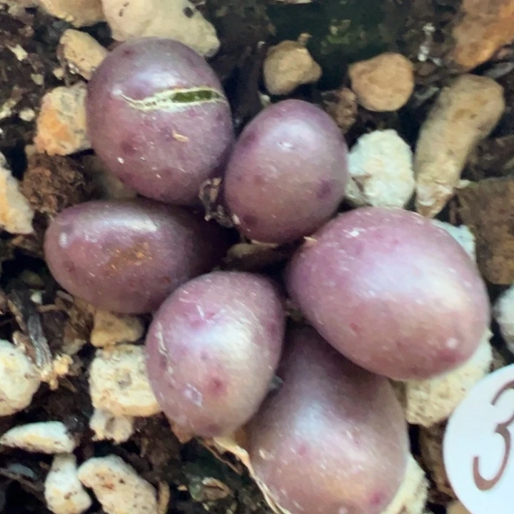 317好双11福利价格不代表平时价格