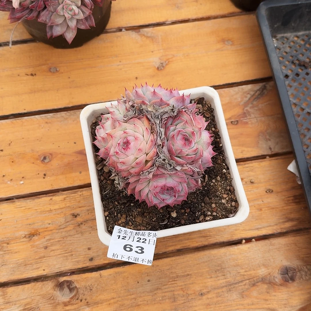 1222-63侧影群生a