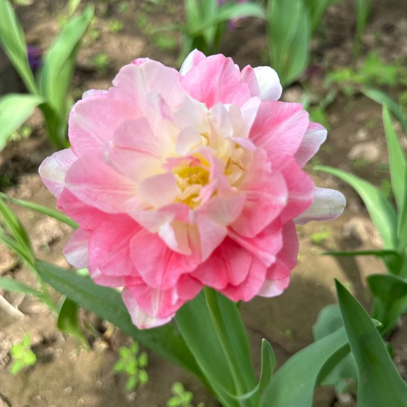 重瓣郁金香种球自然球耐寒多年生可水培土培适合室内外种植