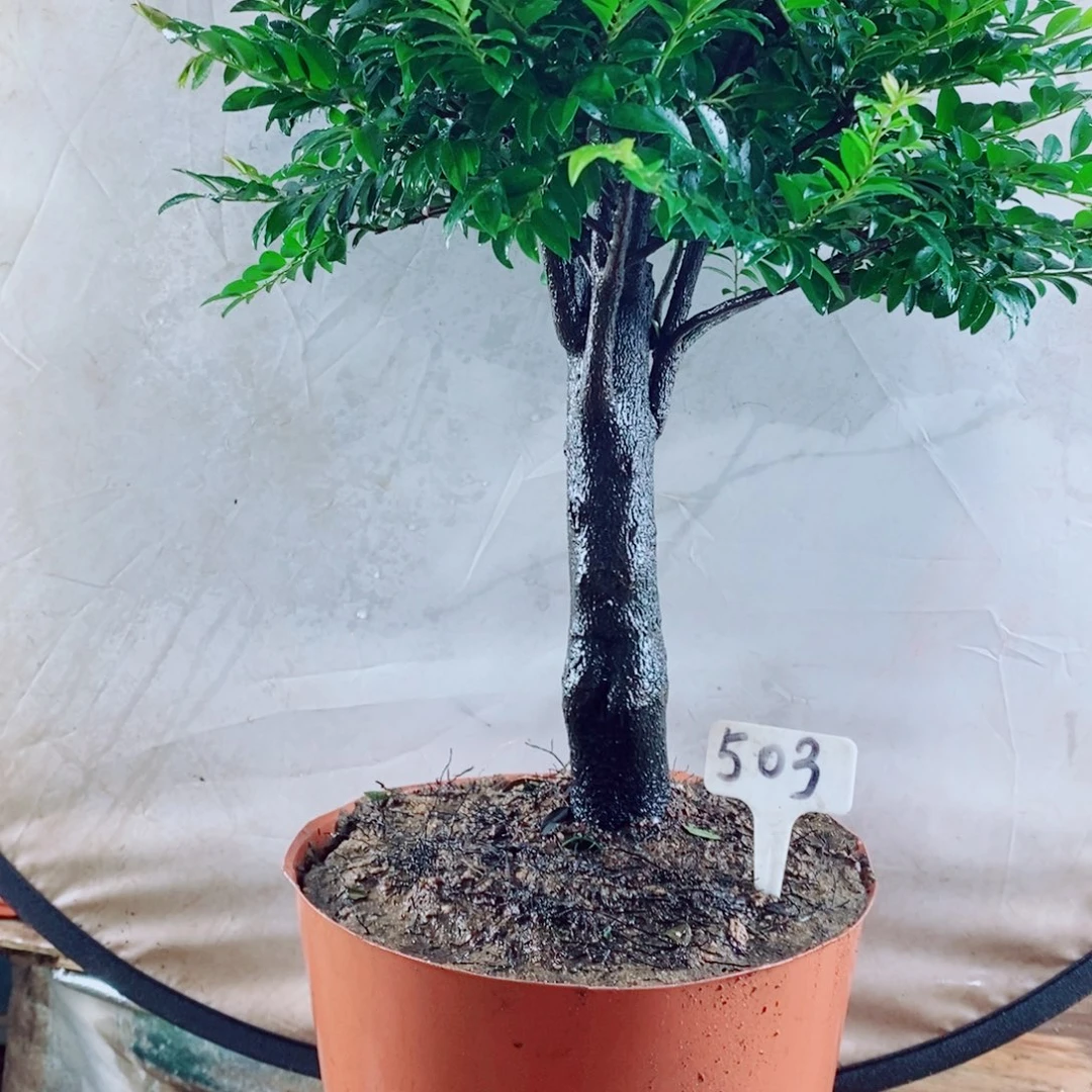 池***水完全开放小叶紫檀503