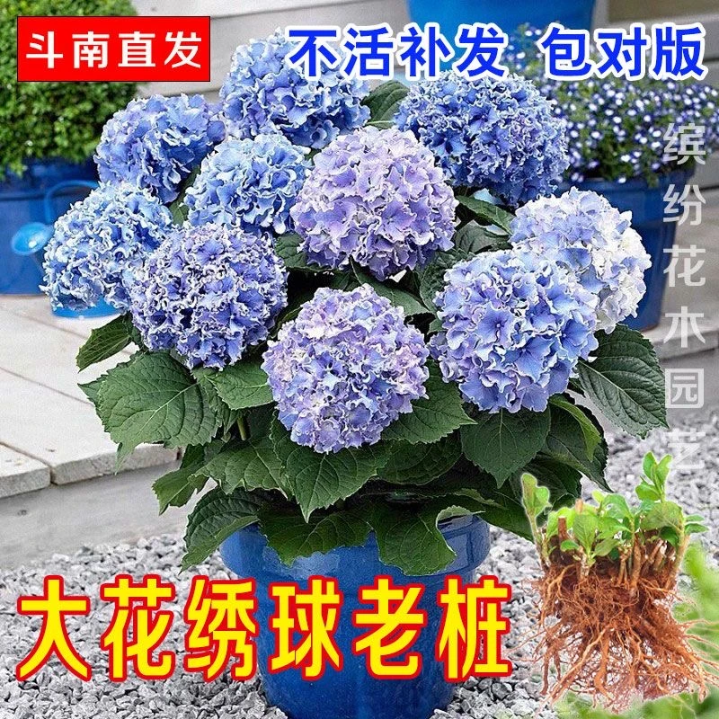 绣球老桩云南基地直发包成活多品种混搭四季常青新手力荐爆花庭院