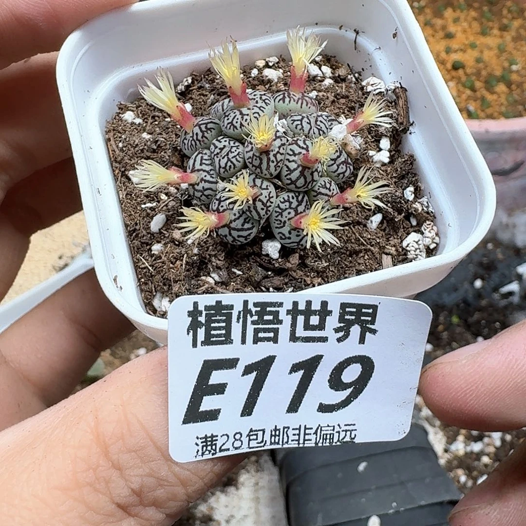 多肉植物的人生fhnn