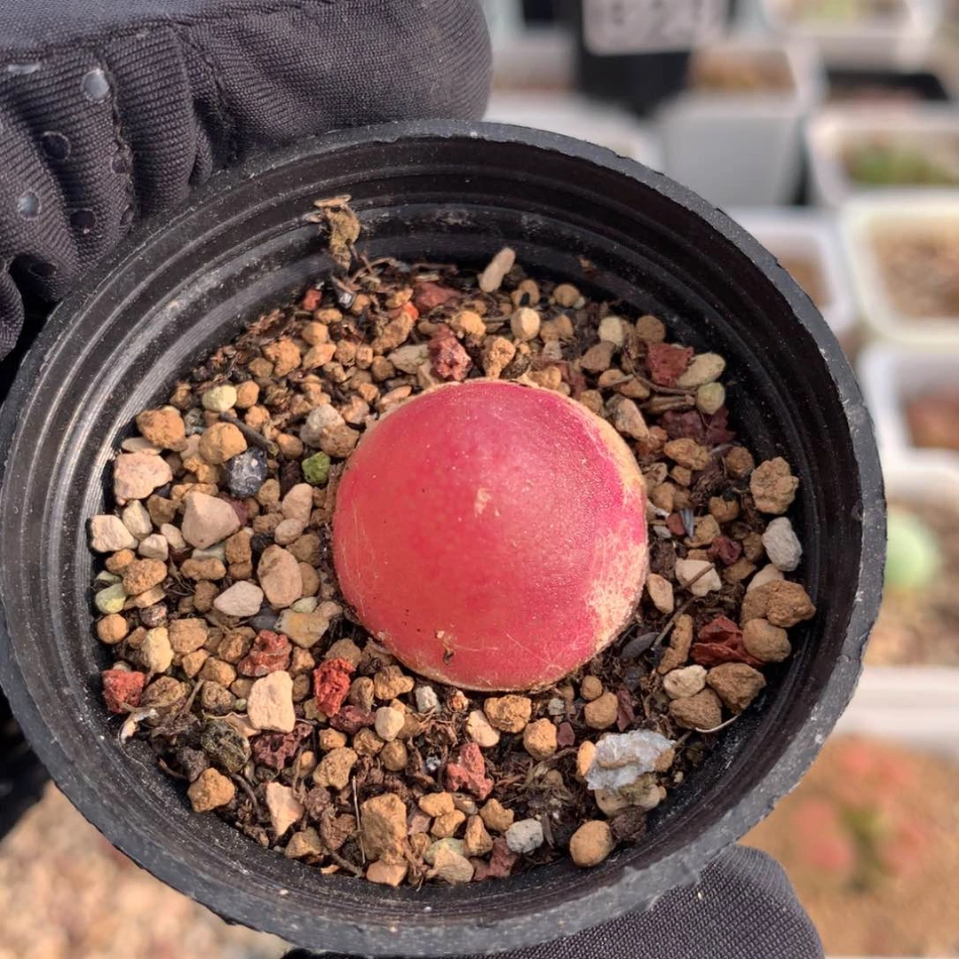 695灯泡母本一颗