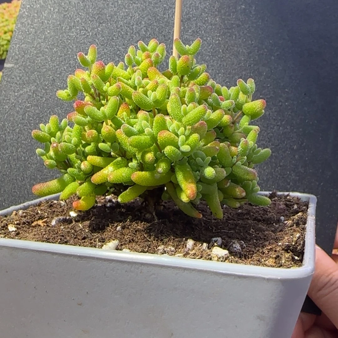 dy1056实生橘子糖直杆冠幅6.5cm