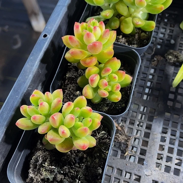 双头春萌到盆土发货