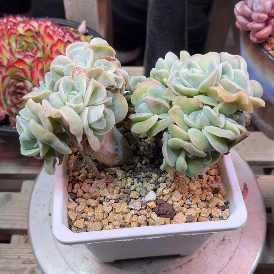 可爱玫瑰shinvyeyinjinni
