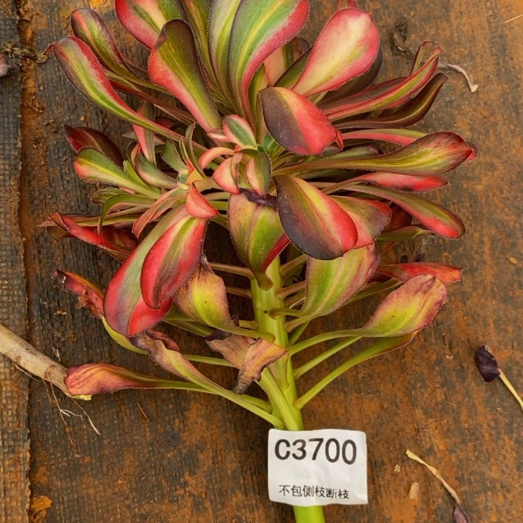 【闪购商品】?**儿3700花蝴蝶多肉