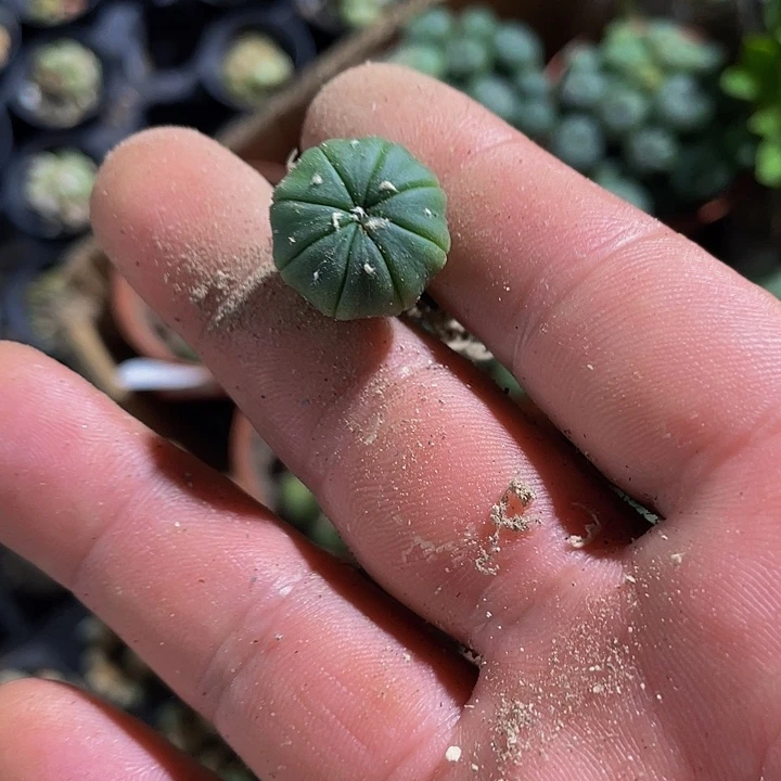 小小南瓜1.5托土发